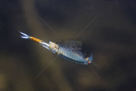 仙女虾Eubranchipusgrubii关闭大自然中的水下摄影小美丽的白色甲壳类动物在水中倒转游泳池塘图片