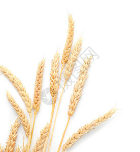 白色背景上的小麦穗图片