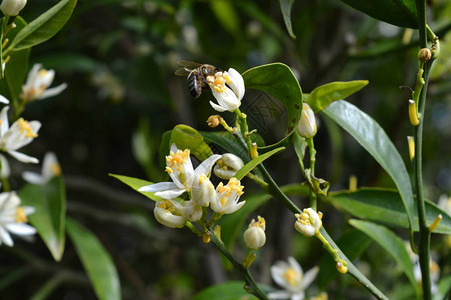 西里岛的花朵与一只收集蜜蜂的花粉关图片