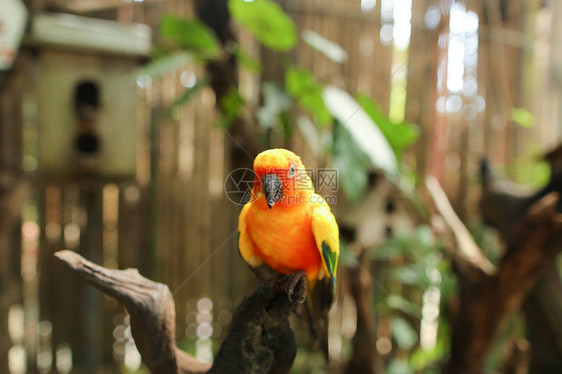 橙色美丽的鹦鹉坐在棕色木笼底的树枝上宠物和异图片