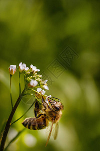 白花蜜蜂收集花粉和花蜜在蜂巢中生产蜂蜜图片
