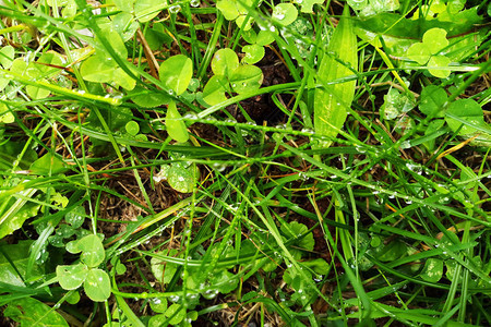 雨水在新鲜草地上喷洒水分清晨在草地上图片