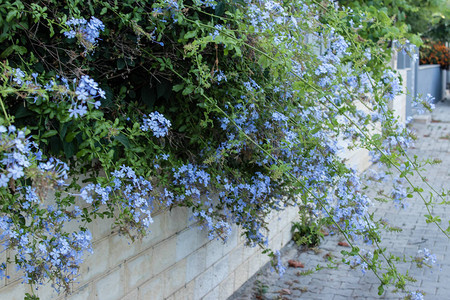 小蓝花从园溢出照片来自伊图片