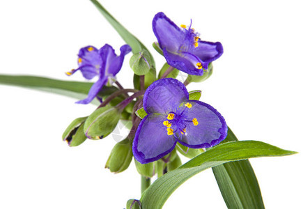 蓝色紫色的花朵在白图片