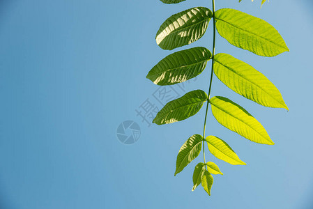 美丽的大绿色叶子一个满洲坚果在阳光背景图片