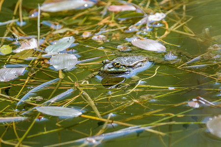 青蛙和他的倒影在池塘里在瑞士一个美丽的清净淡水图片