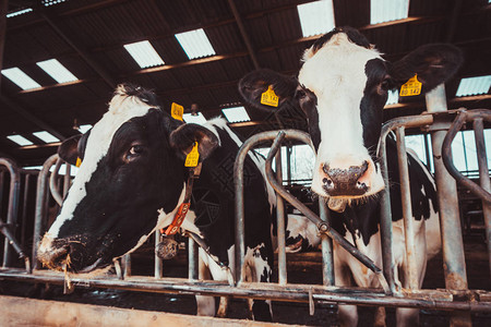 农场上的奶牛农业产业图片