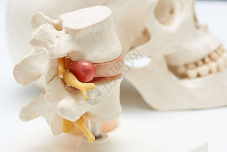 人工造人脊椎骨和带有背景头骨模型的甲状腺间垂图片
