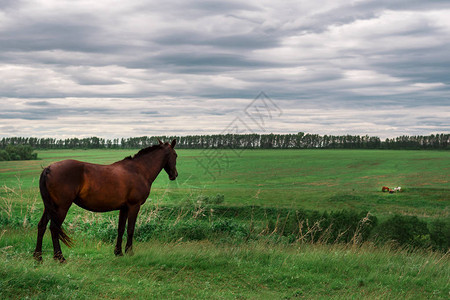 一匹孤独的马向远处望着绿色草地上的一群马图片