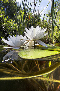 美丽的白色睡莲nupharlutea在清楚的磅水下拍摄在湖中自然栖息地水下景观从水下看图片