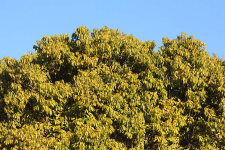 天蓝色和绿色的树叶图片
