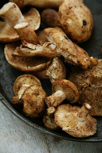 羊皮蘑菇图片