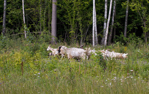 在林间空地放牧山羊群农业图片