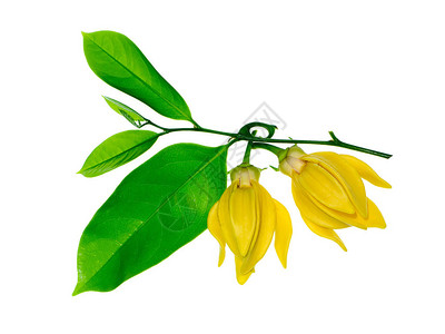 白种背景的香花如攀登吉兰伊朗吉马诺兰吉尼哈拉恰姆帕图片