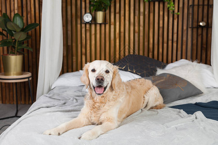 金色寻金犬躺在床上枕头套在房间图片