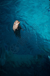 海豚在蓝水中游泳和玩耍海豚协助治图片