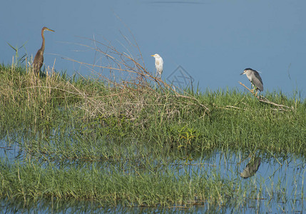 夜鹭Nycticoraxnycticorax紫鹭Ardeapurpurea和catlle白鹭Bulbulcusibis站在湿地河图片