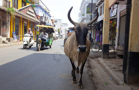 印度瓦拉纳西市的牛图片