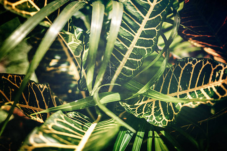 有创意的热带绿叶布局热带棕榈背图片