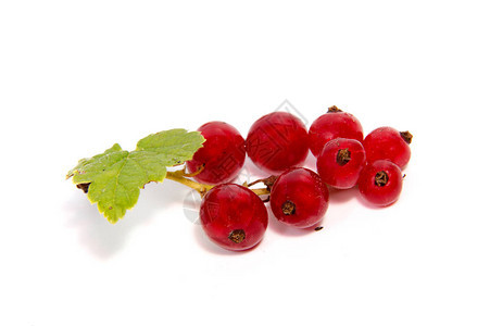 关闭在白色背景隔绝的红醋栗莓果看法一束红醋栗与红醋栗图片
