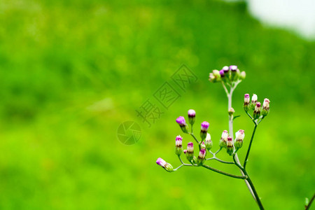 花草上的小杂草花在图片