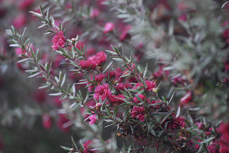 明亮的粉红色小花朵在树枝上背景图片