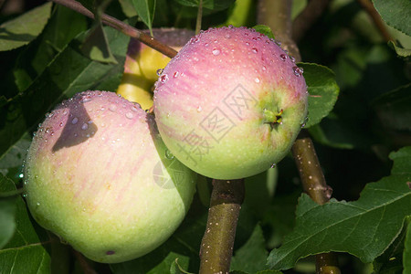 花园里苹果树枝上挂着露珠的有机青苹果的特写季节水果秋收有机农业图片