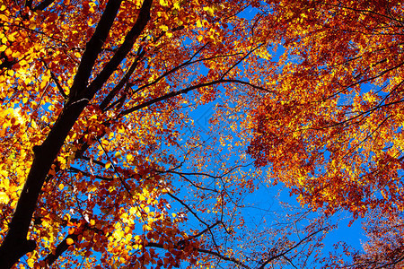 喀尔巴阡山脉森林中的秋季日出明亮的黄色叶子以蓝天为背图片