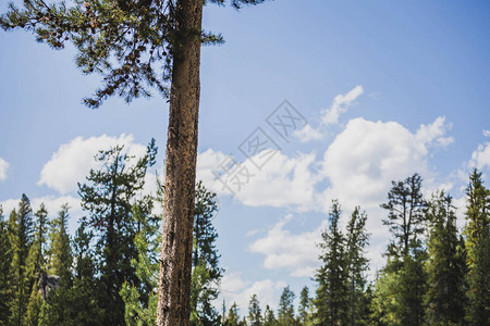 云在森林中高大古老的松树后面飘过美国爱达荷州锯齿国图片