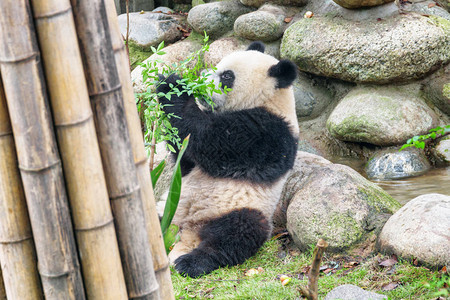 可爱的小熊猫玩绿灌木有趣的熊图片