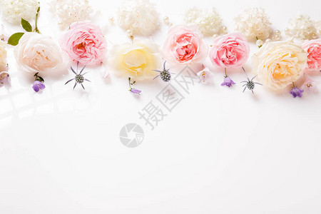 白色背景上的节日花英式玫瑰和白色绣球花组成图片