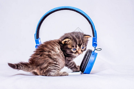 一只小猫在耳机附近听音乐的声音用于聆听您喜爱图片