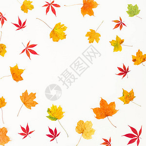 白色背景上秋季干叶的秋季组成平躺顶视图片