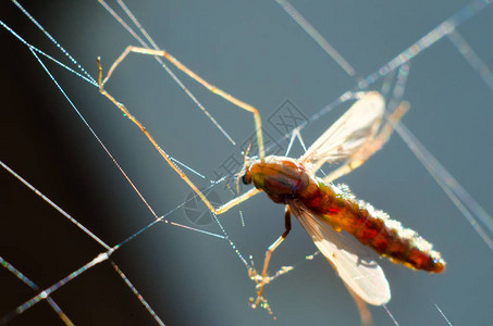 蜘蛛网里的蚊子背景图片