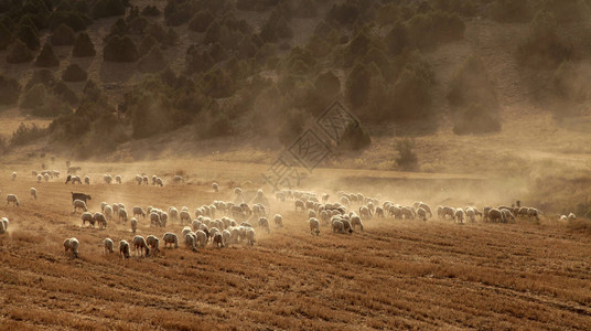 羊在田野上吃草图片