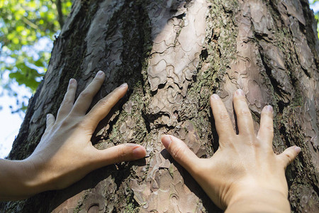 白公手摸古杉树皮图片素材