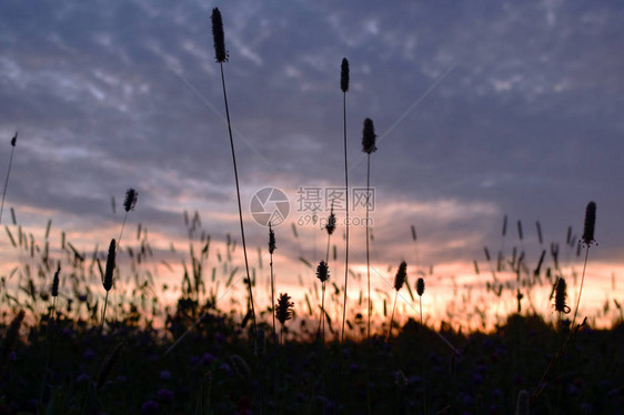 黎明前草地上的草图片