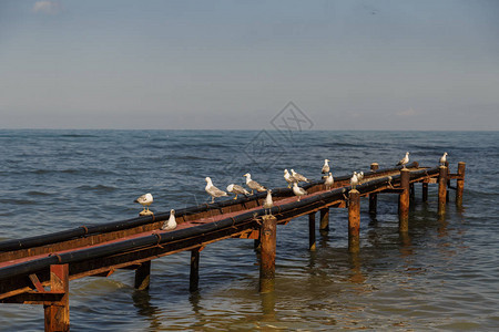 海鸥正坐在海面的码头图片