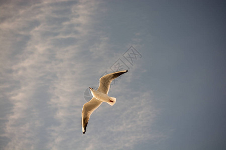 蓝天背景中飞翔的单只海鸥图片