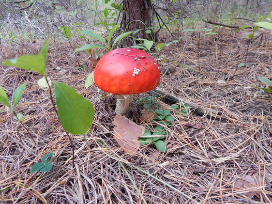采蘑菇可以食用在图片