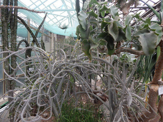 植物园植物和花卉图片