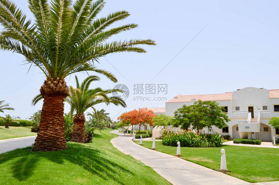 高的棕榈树与绿色的床单在海滩度假胜地的异国情调热带温暖的白色建筑房屋图片