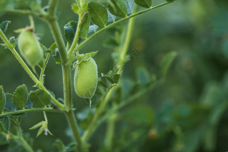 或与植物共生的椰子豆图片