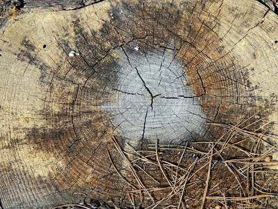 树桩木材纹理自然树桩木材纹理图片