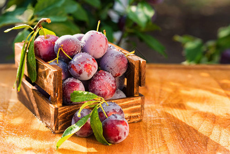 以木箱中新摘的樱桃李为主健康素图片