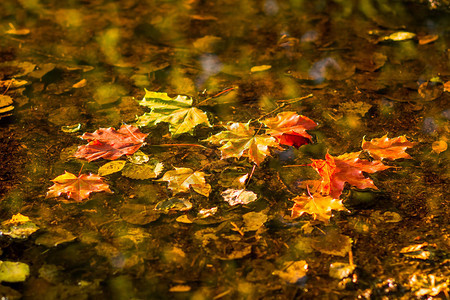 秋雨下美丽的秋叶落图片