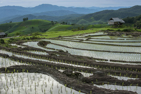 泰国清迈BaanPaPongPeang村雨季绿化水稻梯田准备在山图片