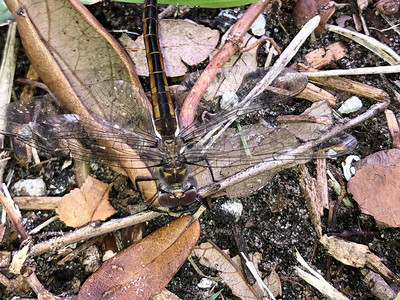 蜻蜓在夏天降落在棕色覆盖物上图片