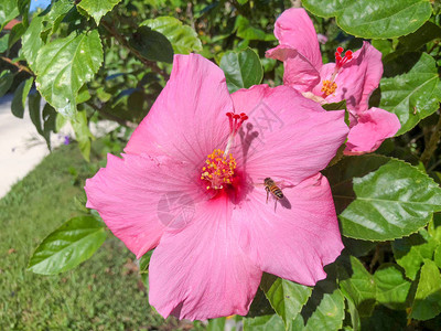 芙蓉花瓣上的蜜蜂图片