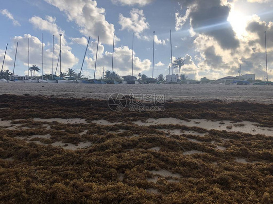 夏季在佛罗里达海滩岸边的海草上黄褐色深图片